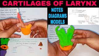 CARTILAGES OF LARYNX  1  LARYNX ANATOMY [upl. by Raffaello]