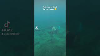 🤿🐟🐠🐟 fishing greece sithonia hunting followme on tiktok [upl. by Ardel334]