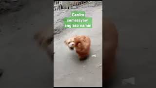 Dahil sa tawa sumasayaw ang asoviralshortvideo [upl. by Eves837]