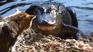 Alligators OWNED by Cats Compilation [upl. by Sussi]