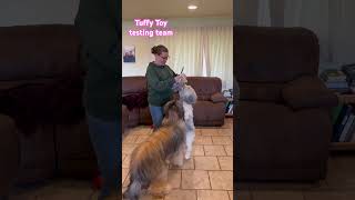 Wicket the Briard  Tuffy Toy testing team briard sheepdog fluffydog tuffy playtime gooddogs [upl. by Elletsyrc753]