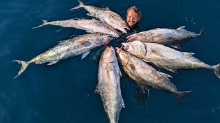 7 AMBERJACK in 15 MINUTES Commercial Spearfishing No Powerhead  200ft [upl. by Esirrehc]