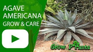 Agave americana  grow care harvest amp eat [upl. by Nanfa]