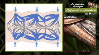 la dissection du criquet  appareil respiratoire  4 sur 6 [upl. by Elram]