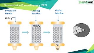 Refolding of Inclusion Body Proteins from E Coli [upl. by Harri]