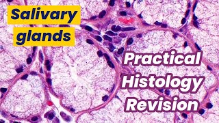 Practical oral histology revision Salivary glands [upl. by Asabi626]