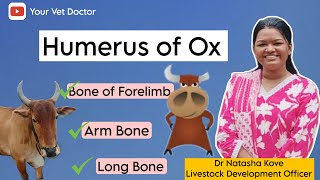 Humerus of Ox anatomy Humerus animal anatomy Veterinary Anatomy [upl. by Varipapa371]