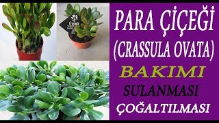 Para Çiçeğinin Bakımı Crassula Ovata çoğaltılması Crassula Ovata flowers care [upl. by Bogosian]