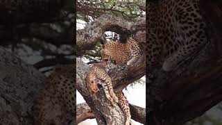 Nature’s Unexpected Twist Leopard Kills and Devours a Cheetah [upl. by Marchelle23]