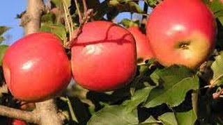 Como cultivar Manzana TvAgro por Juan Gonzalo Angel [upl. by Karine103]