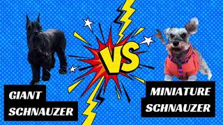 Giant Schnauzer vs Mini Schnauzer  Breed Comparison [upl. by Jacobine]