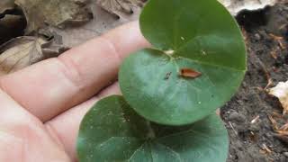 Asarum europaeum commonly known as asarabacca European wild ginger hazelwort and wild spikenard [upl. by Nereids]