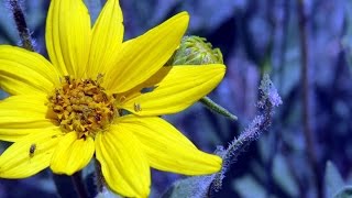 How to use Arnica [upl. by Malchy861]