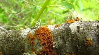 Lichen Identification Methods [upl. by Acinoed]