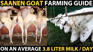 SAANEN GOAT BREED  Saanen Goat Farming Guide  Highest Milk Producing Goat Breed  Best Dairy Goat [upl. by Warton]