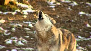 Awesome Wolf Howling Compilation [upl. by Templer]