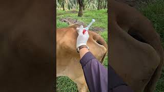 Penyuntikan vitamin pada sapi lembu coklat [upl. by Shawn]