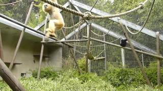 Brachiation practice of the gibbons at Mulhouse Zoo [upl. by Gleason338]