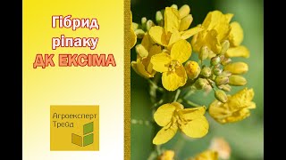 Озимий ріпак ДК Ексіма 🌾 опис гібрида 🌾  насіння в Україні [upl. by Seale]