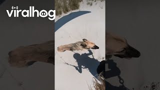 Sighthound Sprints Behind Beach Paraglider  ViralHog [upl. by Niobe]