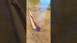 How To Clean Out Yidaki Didgeridoo Barunga Community Northern Territory My Childhood Home [upl. by Aldon]