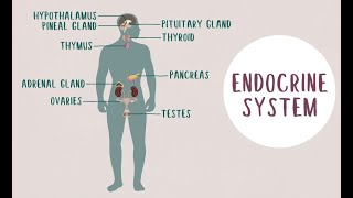 What is endocrinology [upl. by Mundy]