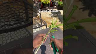 How to grow plumeria plant from cuttings 🌱 [upl. by Gregorio794]