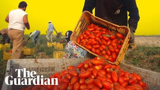 How the Italian mafia makes millions from tinned tomatoes  Its Complicated [upl. by Dutchman977]