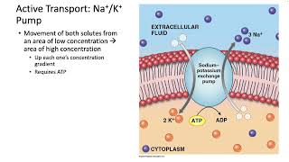 253 Transport Across the Membrane [upl. by Toshiko]