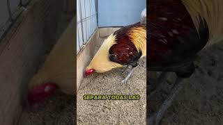 GALLEROS tengan cuidado con ESTO 🇲🇽🇺🇸🐓 ENDERMEDAD MAREK gallo gallofino galleros [upl. by Lourie]