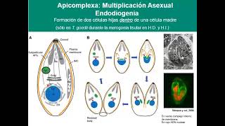 Seminario 7 PARTE 1 Generalidades de Apicomplexa Coccídeos intestinales y Toxoplasma gondii [upl. by Anya742]