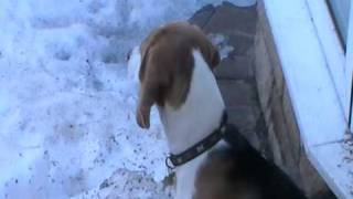 Poppy the Beagle puppy barking and howling [upl. by Kcim]