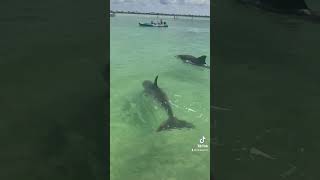 Porpoises porpi Dolphins in Florida [upl. by Ariada]