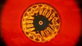 Golden Mean Cymatics [upl. by Recneps]