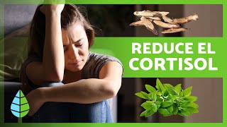 10 PLANTAS MEDICINALES para BAJAR el CORTISOL ✅ Alimentos que Reducen el Cortisol 🍵 [upl. by Zoller]