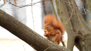 Sehr niedlich Eichhörnchen knackt eine Walnuss und isst sie ein anderes putzt sich Red Squirrel [upl. by Islaen]