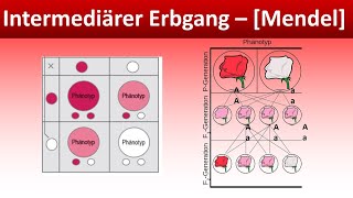 Intermediärer Erbgang  Mendel  Biologie Genetik Mittel und Oberstufe [upl. by Godspeed]