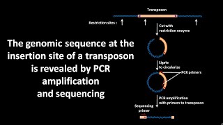 Genomic sequence at the insertion site of a transposon is revealed by PCR amplification amp sequencing [upl. by Ived]