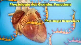 Physiologie respiratoire S5 partie 6  Physiologie des grandes fonctions  Pr Z Chraïbi [upl. by Carnahan315]