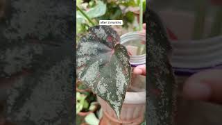 Plant propagation ExperimentBegonia leaf cuttings propagation in watertagal din nagkaroon ng shoot [upl. by Nomyaw]