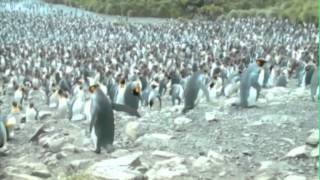 Secret Lives of Penguins Seen by Scientists  Video [upl. by Nipahc141]