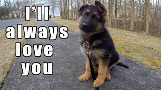 German Shepherd Puppy  Watch this before getting one [upl. by Ilyse]