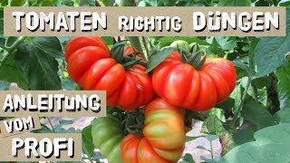 Tomaten erfolgreich Düngen  so macht es der Profi [upl. by Ahsias]