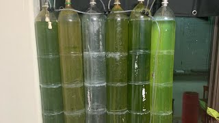 Save the planet 🌍 Algae bio reactor diy system [upl. by Zachery]