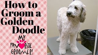 Grooming a GoldenDoodle [upl. by Arni]