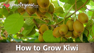 How to Grow Organic Kiwi [upl. by Layor]