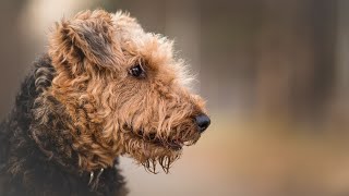 Health Concerns in Airedale Terriers Hereditary Diseases Explained [upl. by Armand846]