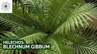 Plantas de sombra Todo sobre el Helecho Blechnum gibbum [upl. by Silvester351]