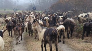 Un gregge di capre e montoni attraversa la Lomellina [upl. by Laurie]