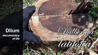 Indian rosewood Dalbergia latifolia  part 5 [upl. by Solracnauj]